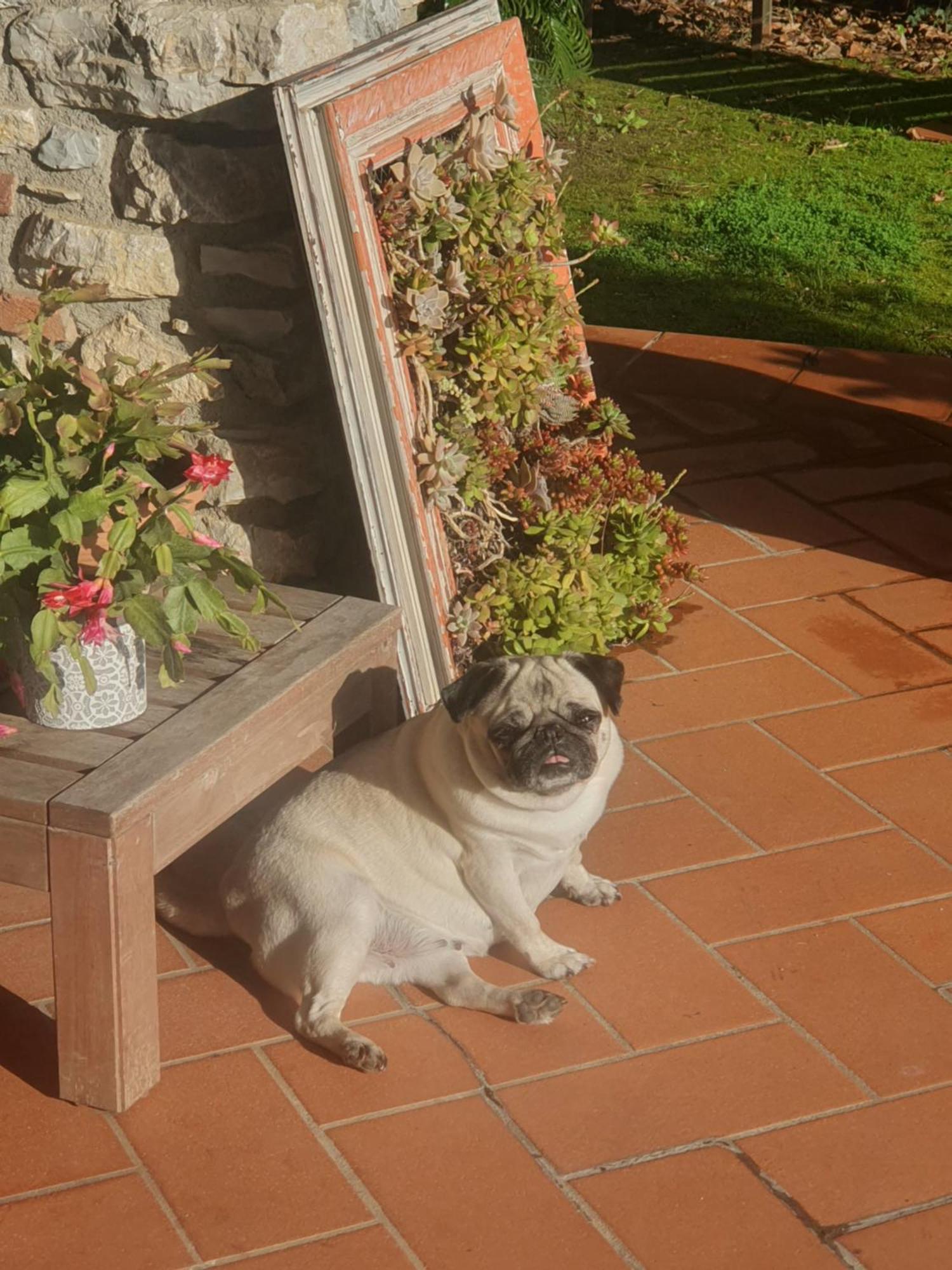 Bed & Breakfast Pietra E Glicine
